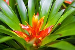 Exotic bromeliad blossom