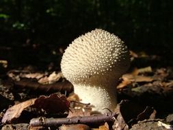 Picture of bovist mushroom