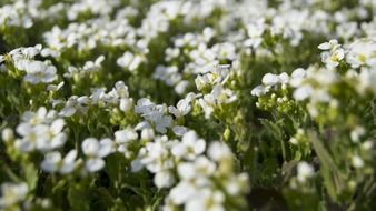breathtaking white flowers