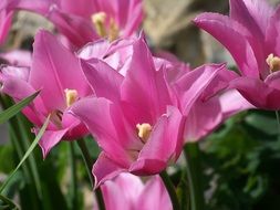 blooming pink tulips in the garden