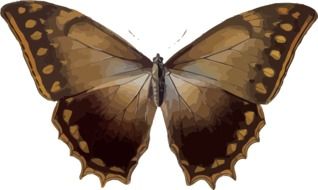 Brown butterfly