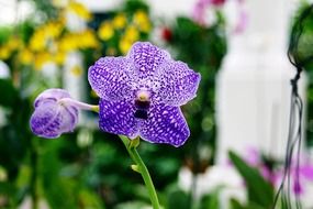 orchids purple flowers with spots close-up