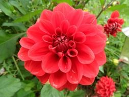 red summer flower
