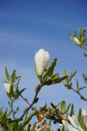 white closed blossom sky view