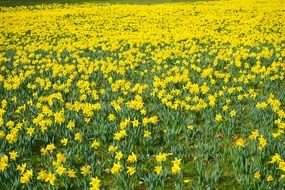 landscape of yellow daffodil field flowers