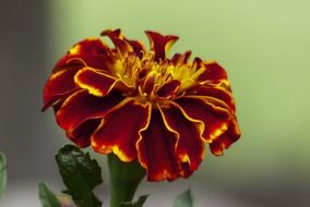 Beautiful, blooming, yellow, orange and red marigold flower at blurred background