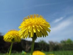 unusual beauty dandelion plant