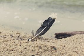 bird feather on sand beach at water