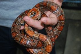 wonderful snake on a hand