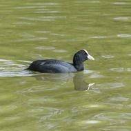 coot is a small water bird