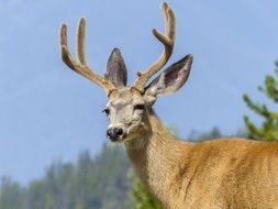 elk wildlife in the nature