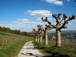 bare old plane trees at soil road near vineyards on hill side, germany, rÃ¼desheim am rhein