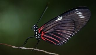 Butterfly Sailboat Rumyantsev on bare branch