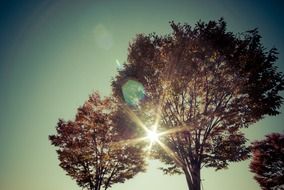 sun flare through crown of tree