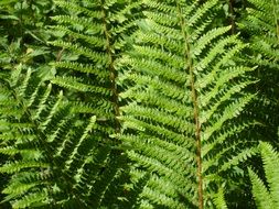 green fern leaves in the sun