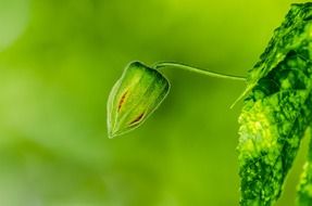 Flower bud in the green