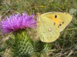 yellow butterfly sits on a flower of a cactus