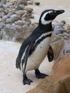 zoo animals nature penguin animal