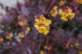 yellow flowers of barberry