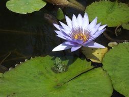 Nuphar Lutea flower on the water