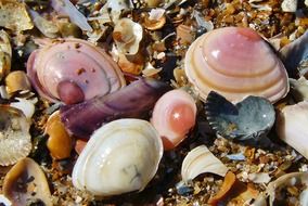 colorful seashells on the shore of the Baltic Sea