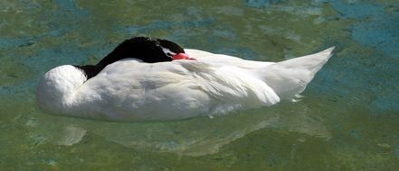 black-necked swan sleeping on water