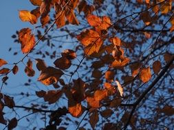 red leaves of wild plum