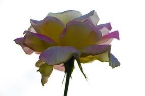 clipart of Rose flower with the white and purple petals