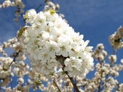 Cherry branches with white flowers against the sky