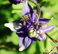 insect on a blue flower in the bright sun