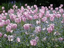 A lot of light pink tulips among the garden