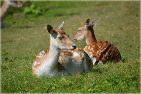 Spotty deers among the meadow