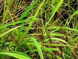 green leaves of rice