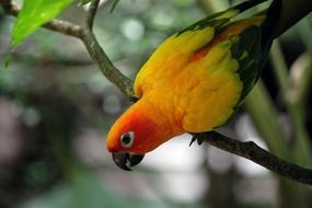 orange tropical parrot