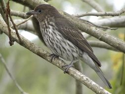 australasian figbird on a branch