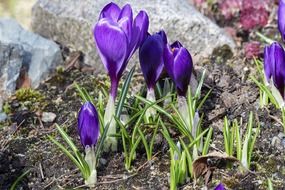 purple crocuses near the stones