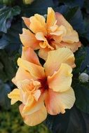 orange gladiolus with double flowers