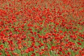 field with red poppies