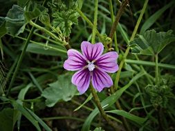 wild violet flower