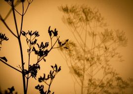 Black silhouette of the plant clipart