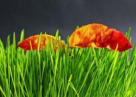 green grass with leaves