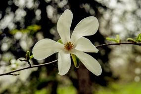 white spring magnolia blossom