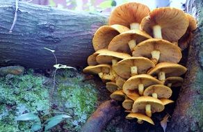 Mushrooms on a tree trunk in the forest