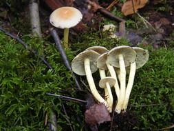 Sulphur heads in autumn