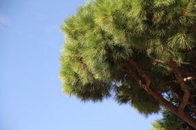 Tree with a lot of green leaves