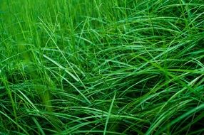Grass after the rain