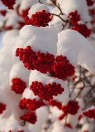 Rowan berries in the winter