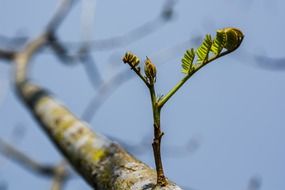 young branches macro photo on a blurred background