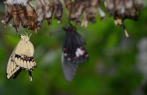 just hatched swallowtail butterflies