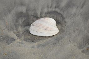 white seashell on sand beach
